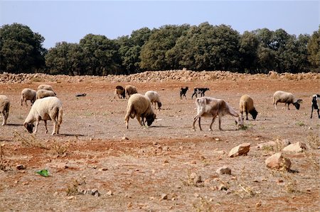 sheep in morocco - region of meknes Stock Photo - Budget Royalty-Free & Subscription, Code: 400-04433170