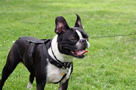fun park mouth - Smiling French Bulldog in the Park on a Leash Stock Photo - Budget Royalty-Free & Subscription, Code: 400-04433226