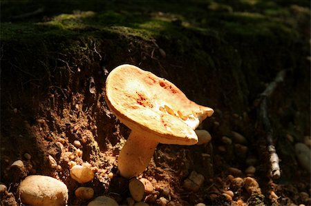 spores macro photography - Mushroom in Morning Light in the Forest Stock Photo - Budget Royalty-Free & Subscription, Code: 400-04433234