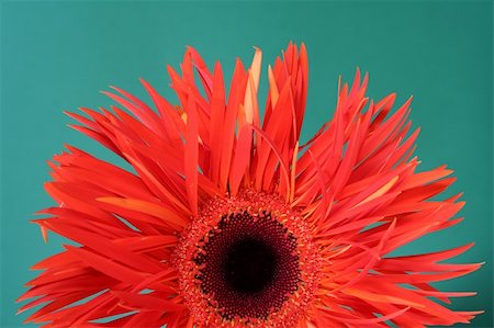 simsearch:400-04062838,k - gerbera Stock Photo - Budget Royalty-Free & Subscription, Code: 400-04433267