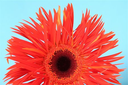 gerbera Stock Photo - Budget Royalty-Free & Subscription, Code: 400-04433268