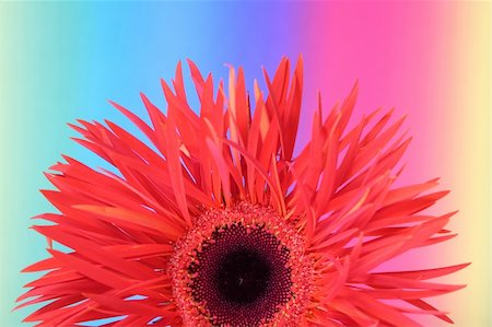 simsearch:400-04062838,k - gerbera Stock Photo - Budget Royalty-Free & Subscription, Code: 400-04433269