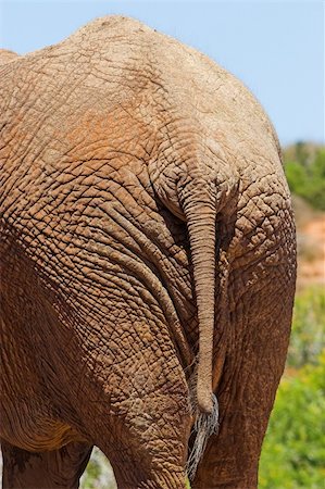 simsearch:400-05025714,k - Close up of an Elephant Rear End Foto de stock - Super Valor sin royalties y Suscripción, Código: 400-04433487