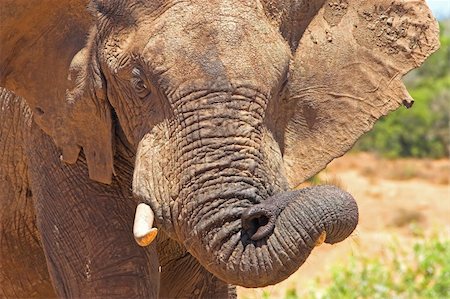 simsearch:400-05025714,k - African Elephant playing with its flexible trunk Foto de stock - Super Valor sin royalties y Suscripción, Código: 400-04433491