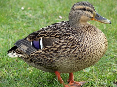 portrait of female mallard duck standing in green grass Stock Photo - Budget Royalty-Free & Subscription, Code: 400-04433573