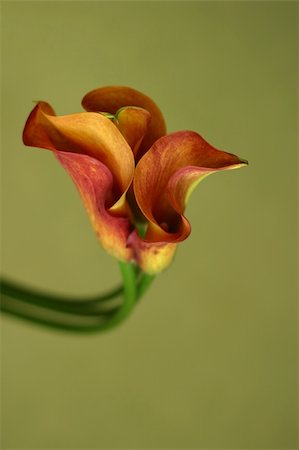 funnel - Red callas stand against a green background. Buds in a zone of sharpness, stalks are dim Stock Photo - Budget Royalty-Free & Subscription, Code: 400-04433599