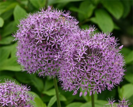 allium blooming in the spring Stock Photo - Budget Royalty-Free & Subscription, Code: 400-04433673