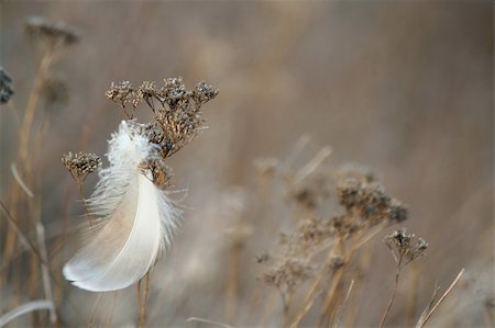 simsearch:400-04872162,k - Dried grass and  feather. Beautiful macro photo. Stock Photo - Budget Royalty-Free & Subscription, Code: 400-04433819