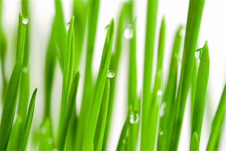 simsearch:400-07258772,k - Fresh grass with dew drops isolated on white Stock Photo - Budget Royalty-Free & Subscription, Code: 400-04433829