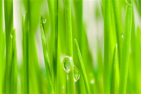 simsearch:400-04212257,k - Fresh grass with dew drops close up Stock Photo - Budget Royalty-Free & Subscription, Code: 400-04433830