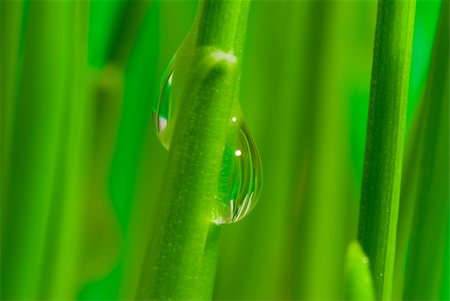 simsearch:400-04885204,k - Fresh grass with dew drops close up Photographie de stock - Aubaine LD & Abonnement, Code: 400-04433831