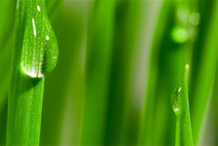 simsearch:400-04885204,k - Fresh grass with dew drops close up Photographie de stock - Aubaine LD & Abonnement, Code: 400-04433832