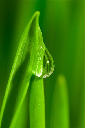 simsearch:400-04370982,k - Fresh grass with dew drops close up Photographie de stock - Aubaine LD & Abonnement, Code: 400-04433833