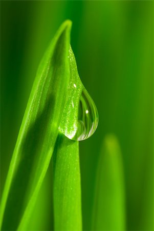 simsearch:400-09223422,k - Fresh grass with dew drops close up Foto de stock - Royalty-Free Super Valor e Assinatura, Número: 400-04433833