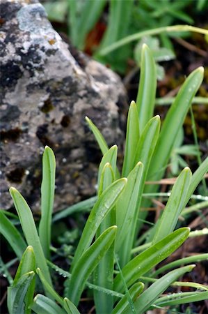 simsearch:400-05318999,k - Grass and stone. A close up Photographie de stock - Aubaine LD & Abonnement, Code: 400-04444188