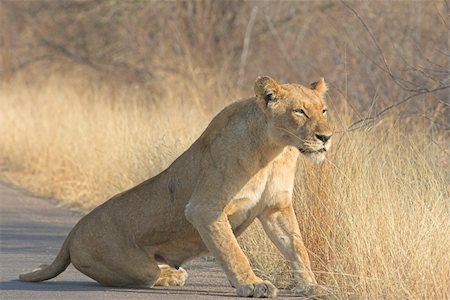 simsearch:400-08977855,k - Scarred Adult lioness getting up after her rest Stockbilder - Microstock & Abonnement, Bildnummer: 400-04444460