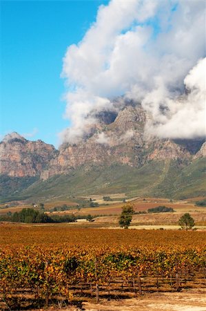 simsearch:400-03934155,k - Vineyard on Pleisir de Merle wine farm in autumn. Shot in the early afternoon in South Africa with mountains and bright blue sky in the backgound. Stock Photo - Budget Royalty-Free & Subscription, Code: 400-04444496