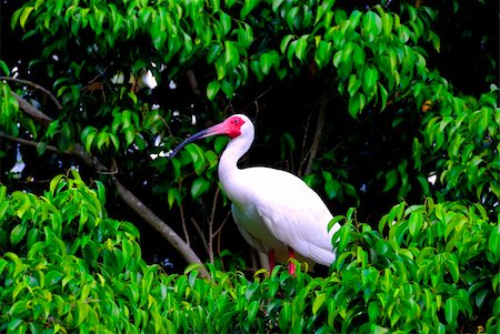 A heron sitting on the top of a tree in a tropical island Stock Photo - Budget Royalty-Free & Subscription, Code: 400-04444552