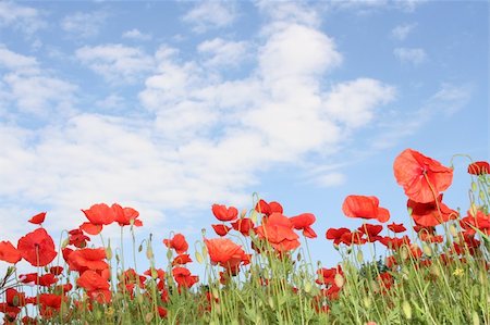 colorful ants perspective of a poppy field and a blue sky. Foto de stock - Royalty-Free Super Valor e Assinatura, Número: 400-04444596