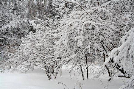 simsearch:400-08070445,k - the snow covered tree brunches in winter forest Stock Photo - Budget Royalty-Free & Subscription, Code: 400-04445262