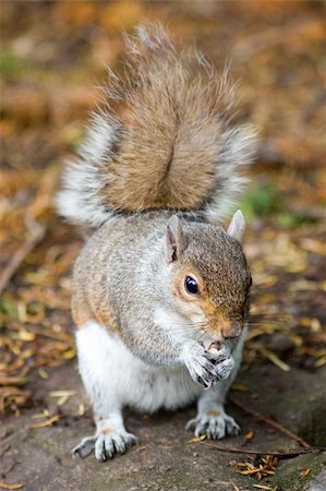 A wild grey sqirrel eating nuts. Foto de stock - Super Valor sin royalties y Suscripción, Código: 400-04445695