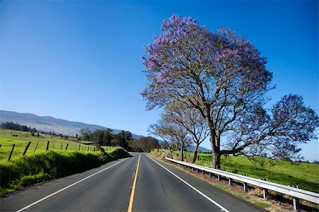 simsearch:400-03921767,k - Road with Jacaranda tree blooming with purple flowers in Maui, Hawaii. Stock Photo - Budget Royalty-Free & Subscription, Code: 400-04446170