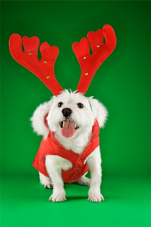 simsearch:400-04446187,k - White terrier dog dressed in red coat wearing antlers. Photographie de stock - Aubaine LD & Abonnement, Code: 400-04446188