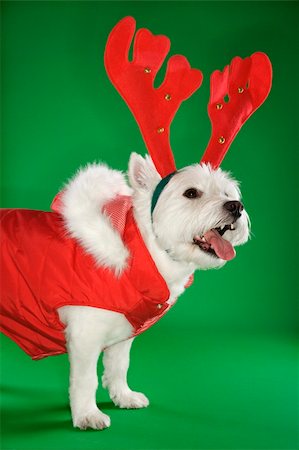 simsearch:400-04446187,k - White terrier dog dressed in red coat wearing antlers. Photographie de stock - Aubaine LD & Abonnement, Code: 400-04446189