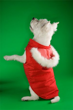 simsearch:400-04446187,k - White terrier dog dressed in red coat standing on back haunches. Photographie de stock - Aubaine LD & Abonnement, Code: 400-04446190