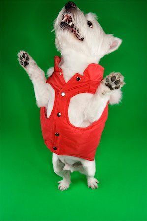simsearch:400-04446187,k - White terrier dog dressed in red coat standing on back legs. Photographie de stock - Aubaine LD & Abonnement, Code: 400-04446191