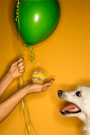 simsearch:400-04446187,k - Prime adult Caucasian female hand holding cupcake out to fluffy white dog. Photographie de stock - Aubaine LD & Abonnement, Code: 400-04446200