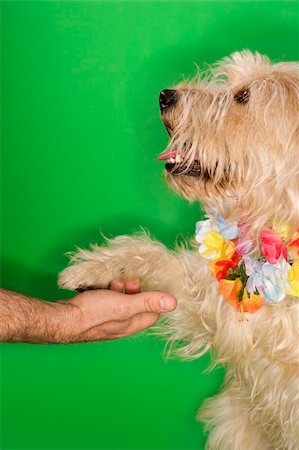 dog shake hand - Fluffy dog wearing lei shaking hands with Caucasian person. Stock Photo - Budget Royalty-Free & Subscription, Code: 400-04446214