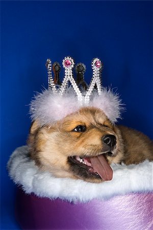 simsearch:400-04446275,k - Puppy wearing crown lying in bed. Foto de stock - Super Valor sin royalties y Suscripción, Código: 400-04446236