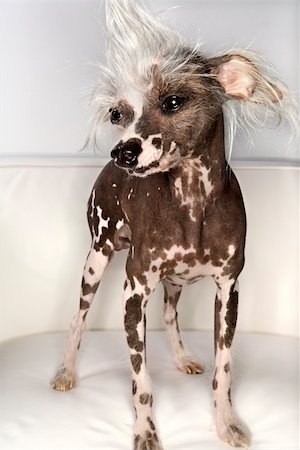 simsearch:400-04446240,k - Chinese Crested dog portrait. Foto de stock - Super Valor sin royalties y Suscripción, Código: 400-04446238