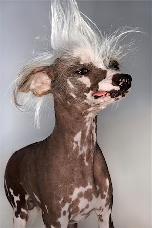 simsearch:400-04446240,k - Chinese Crested dog portrait. Foto de stock - Super Valor sin royalties y Suscripción, Código: 400-04446239