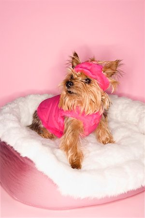 simsearch:400-04446187,k - Yorkshire Terrier dog wearing pink outfit on pink dog bed. Photographie de stock - Aubaine LD & Abonnement, Code: 400-04446233