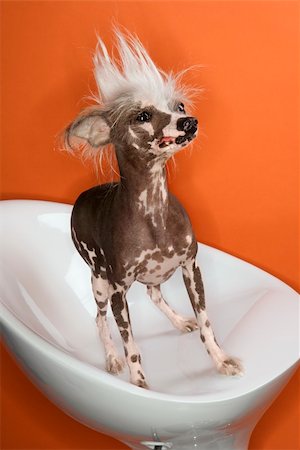 simsearch:400-04446240,k - Chinese Crested dog portrait. Foto de stock - Super Valor sin royalties y Suscripción, Código: 400-04446240