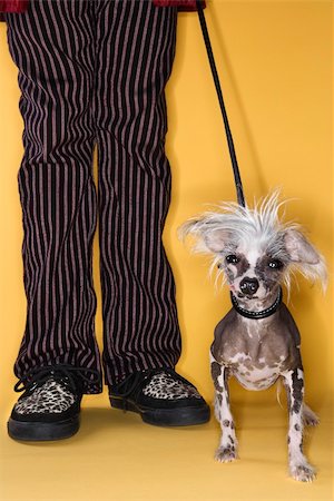 simsearch:400-04951103,k - Chinese Crested dog on leash standing next to man's legs. Stock Photo - Budget Royalty-Free & Subscription, Code: 400-04446241