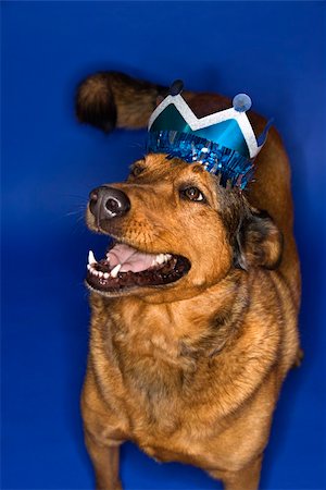 simsearch:400-04446275,k - Mixed breed brown dog wearing crown. Foto de stock - Super Valor sin royalties y Suscripción, Código: 400-04446262