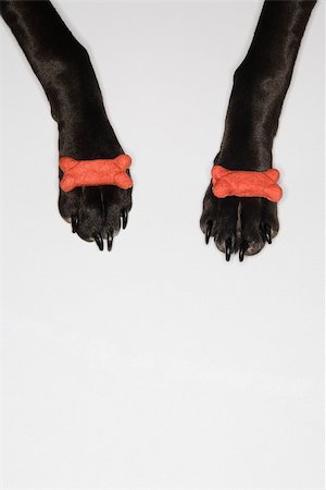 simsearch:400-03921833,k - Black dog balancing dog bones on paws. Photographie de stock - Aubaine LD & Abonnement, Code: 400-04446271