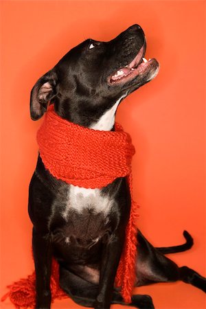 simsearch:400-04446275,k - Black and white mixed breed dog sitting wearing scarf. Foto de stock - Super Valor sin royalties y Suscripción, Código: 400-04446272