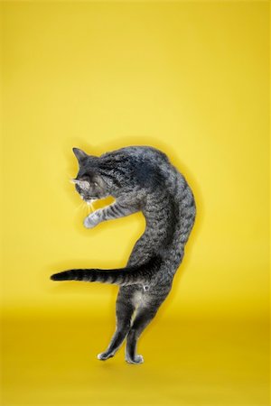Gray striped cat twisting in air on yellow background. Stock Photo - Budget Royalty-Free & Subscription, Code: 400-04446358