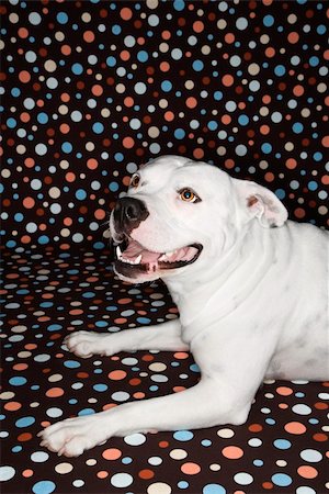 simsearch:400-04446275,k - White Pit Bull dog against polka dot background. Foto de stock - Super Valor sin royalties y Suscripción, Código: 400-04446370