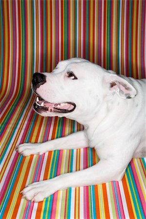 simsearch:693-03303244,k - White Pit Bull dog against striped background. Photographie de stock - Aubaine LD & Abonnement, Code: 400-04446371