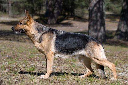 simsearch:400-04446495,k - Germany shepherd staying in the forest Fotografie stock - Microstock e Abbonamento, Codice: 400-04446491