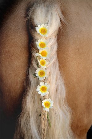 Ponytails after grooming Stockbilder - Microstock & Abonnement, Bildnummer: 400-04446595