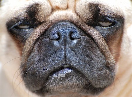 Close up of a french bull-dog. Sharp in focus from the nose. Small DOF and top light. Stockbilder - Microstock & Abonnement, Bildnummer: 400-04446591