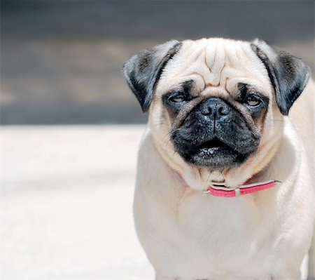 Close up of a french bull-dog. Stockbilder - Microstock & Abonnement, Bildnummer: 400-04446592