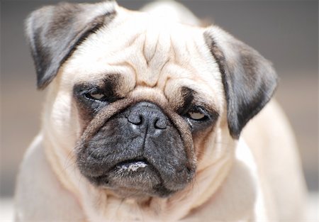 Close up of a french bull-dog. With funny look to the camera Stockbilder - Microstock & Abonnement, Bildnummer: 400-04446593