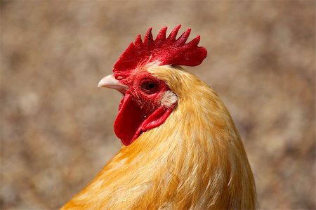 farmyard chicken taken in dudley west midlands in july 2007 Photographie de stock - Aubaine LD & Abonnement, Code: 400-04446678